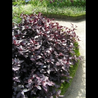 Althernanthera dentata cv Purple Knight (fam Amaranthacees) (1)